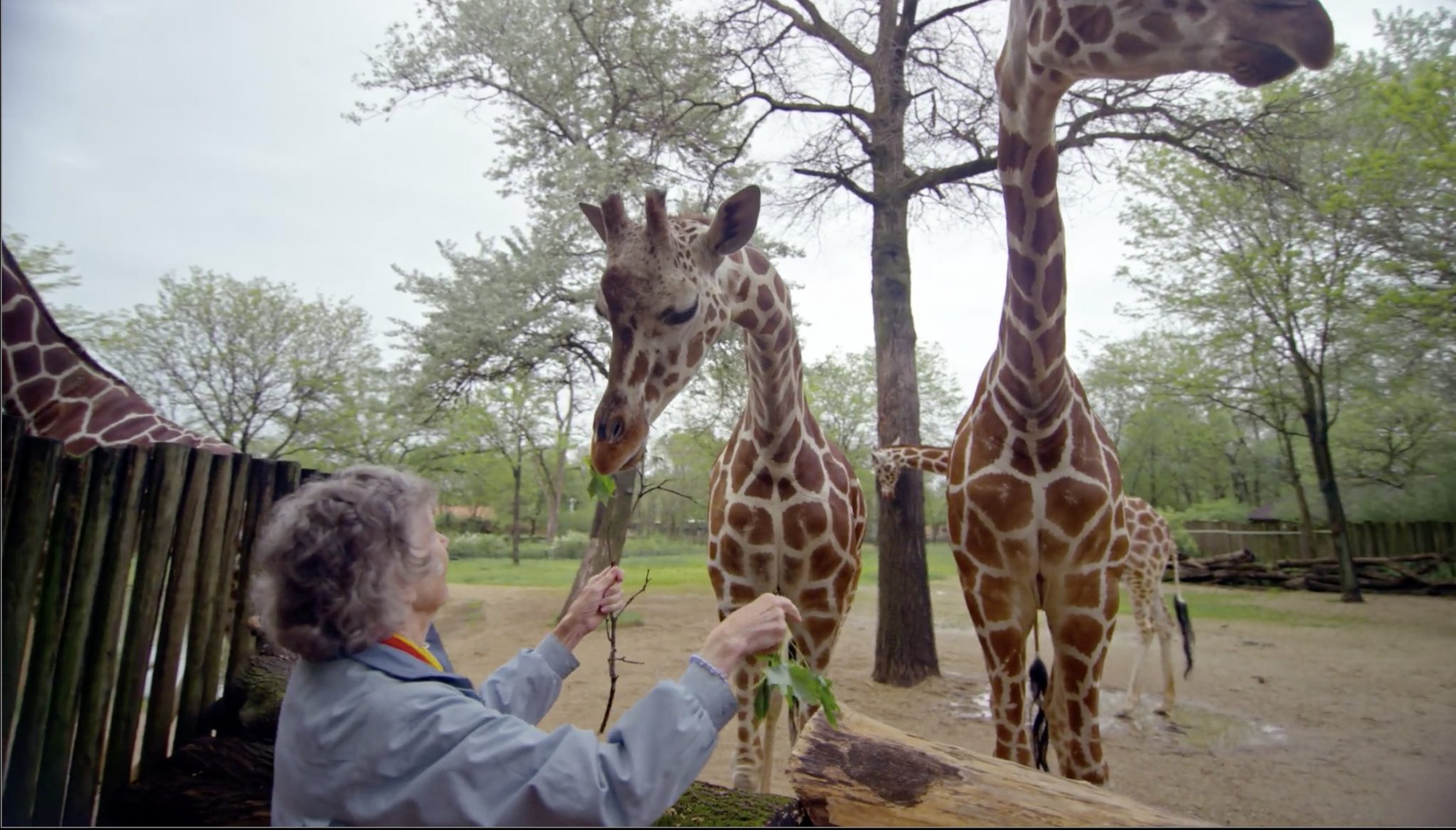 The Woman Who Loves Giraffes The