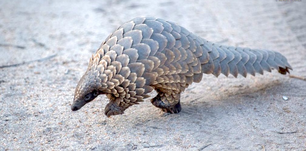 The Medicine of Extinction | Free Inquiry - Vimarsana News