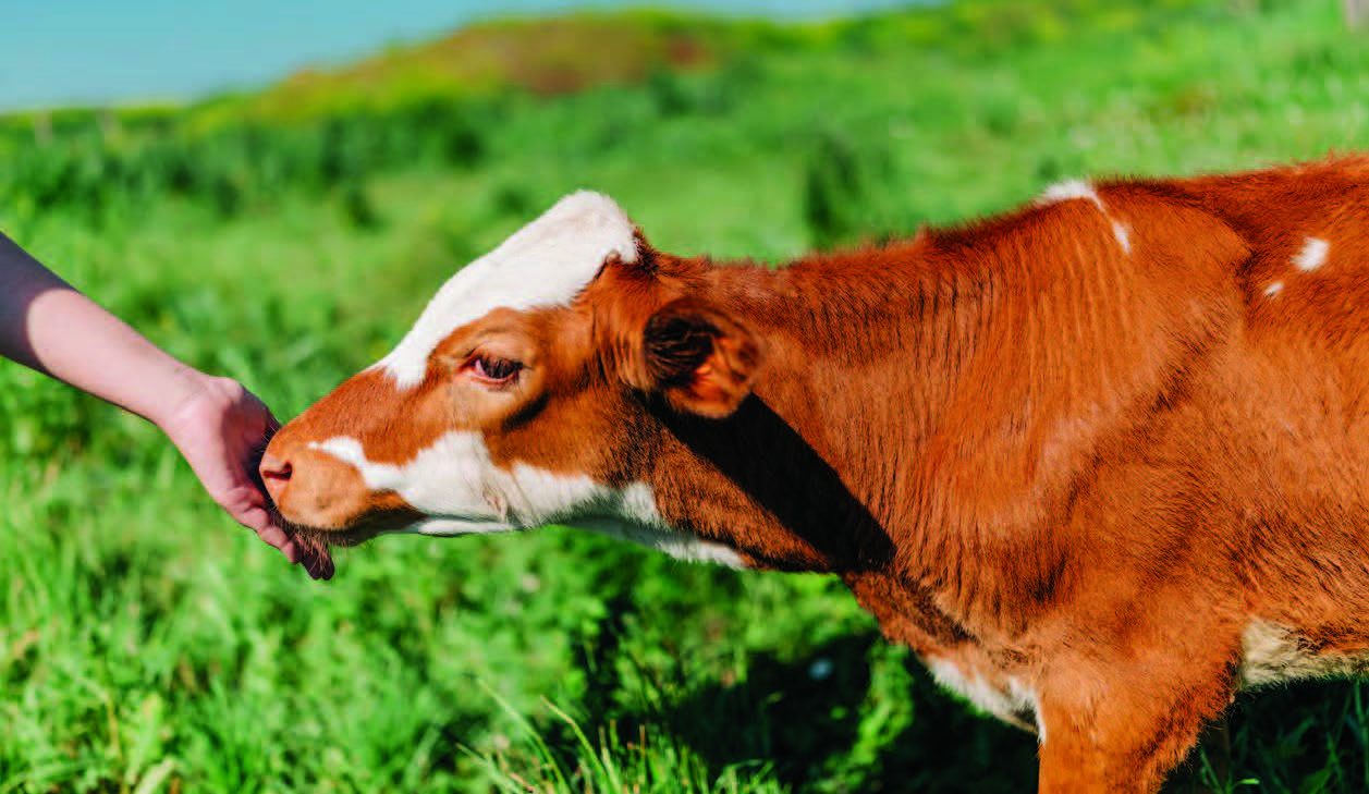 Is Veganism a Moral Imperative? | Free Inquiry - Vimarsana News